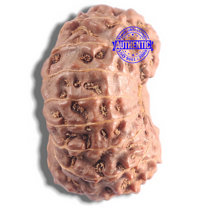 16 Mukhi Rudraksha from Indonesia - Bead No. 121