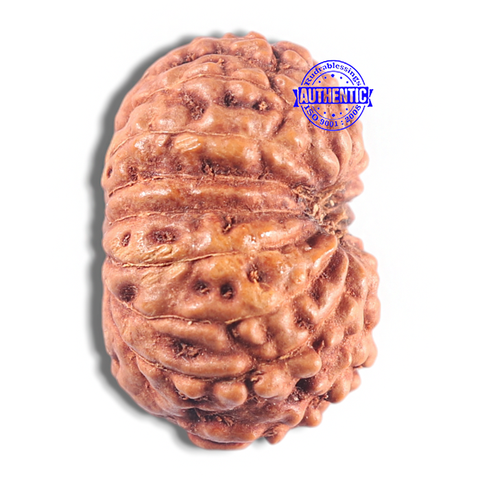 15 Mukhi Indonesian Rudraksha - Bead No. 107
