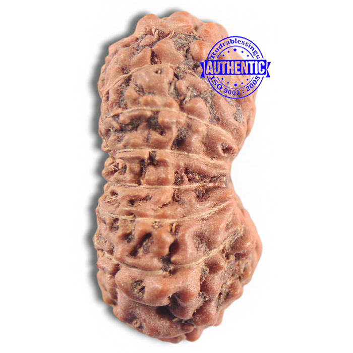 16 Mukhi Rudraksha from Indonesia - Bead No. 205