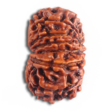 Load image into Gallery viewer, 14 Mukhi Nepalese Rudraksha - Bead No. 340
