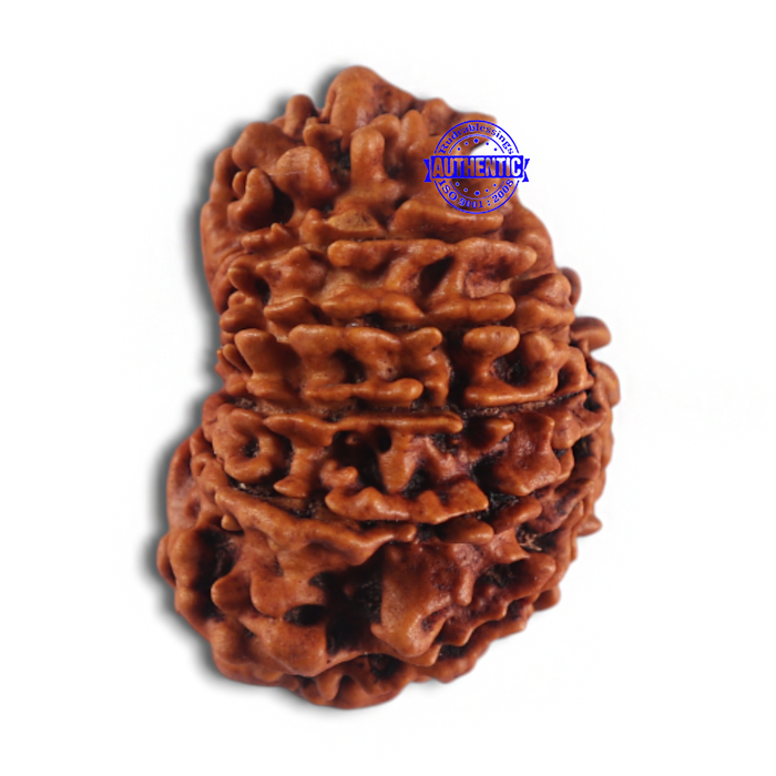 14 Mukhi Nepalese Rudraksha - Bead No. 159