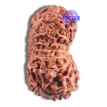 Load image into Gallery viewer, 15 Mukhi Indonesian Rudraksha - Bead No. 80

