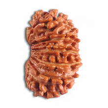 Load image into Gallery viewer, 14 Mukhi Nepalese Rudraksha - Bead No. 291
