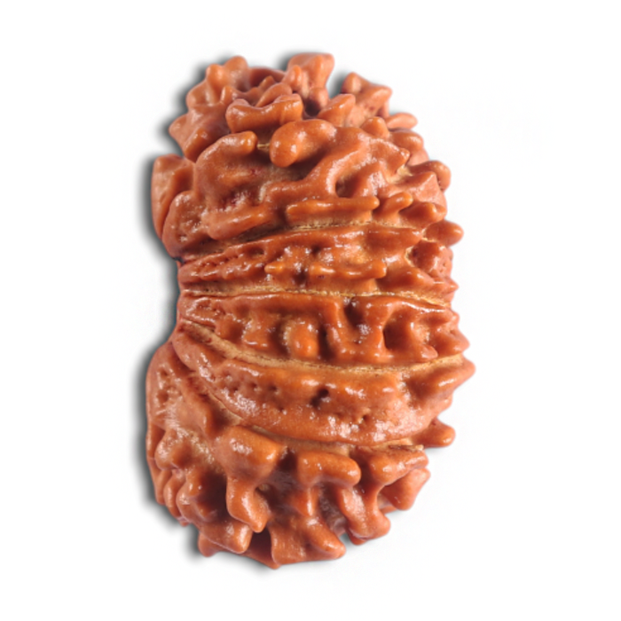 14 Mukhi Nepalese Rudraksha - Bead No. 291