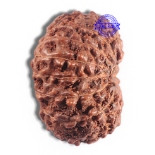 Load image into Gallery viewer, 15 Mukhi Indonesian Rudraksha - Bead No. 105
