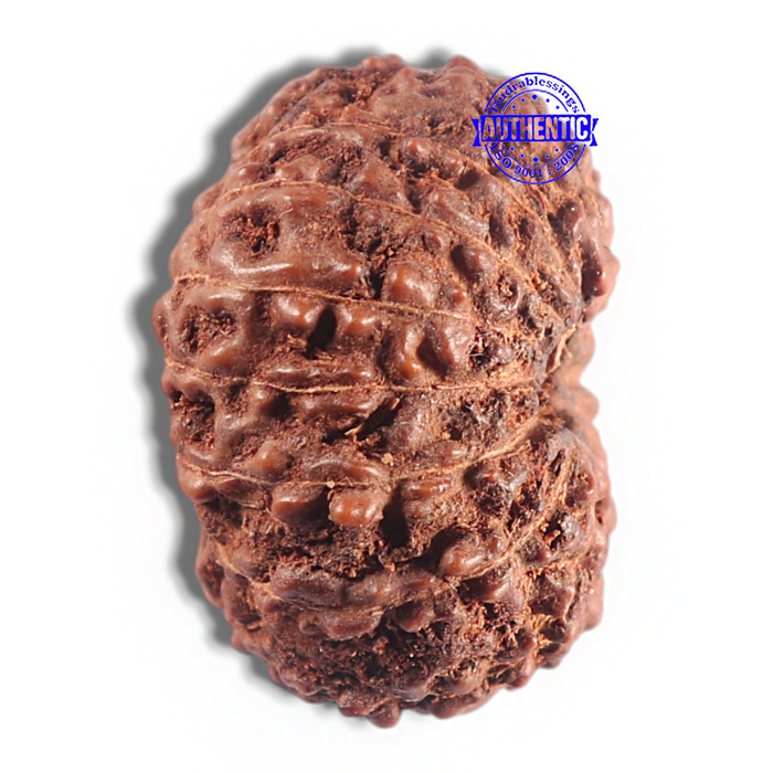 15 Mukhi Indonesian Rudraksha - Bead No. 105