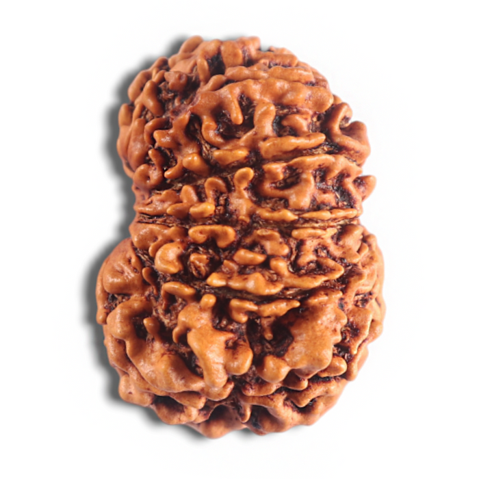 14 Mukhi Nepalese Rudraksha - Bead No. 338