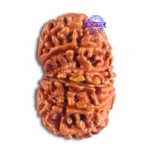 Load image into Gallery viewer, 14 Mukhi Nepalese Rudraksha - Bead No. 278
