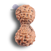 Load image into Gallery viewer, 21 Mukhi Indonesian Rudraksha - Bead No. 173
