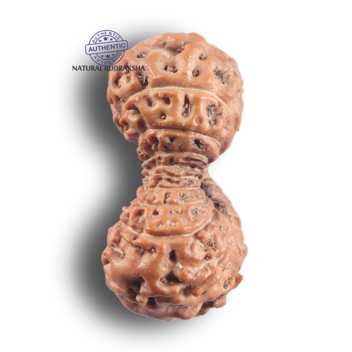 21 Mukhi Indonesian Rudraksha - Bead No. 173