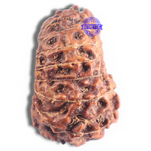 Load image into Gallery viewer, 16 Mukhi Rudraksha from Indonesia - Bead No. 223
