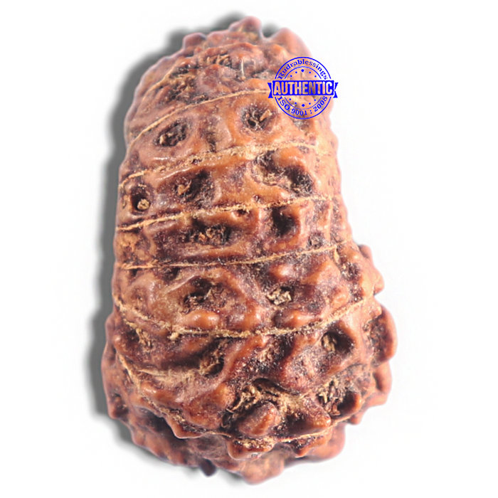 16 Mukhi Rudraksha from Indonesia - Bead No. 223