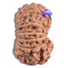 Load image into Gallery viewer, 16 Mukhi Rudraksha from Indonesia - Bead No 327
