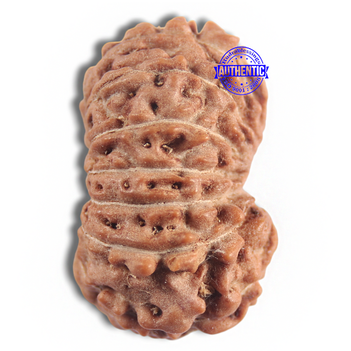 16 Mukhi Rudraksha from Indonesia - Bead No 327