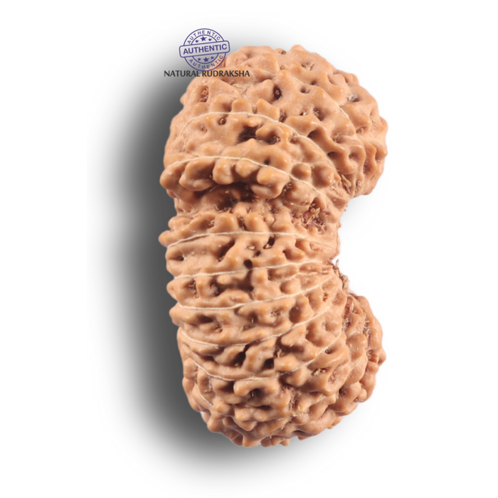 21 Mukhi Indonesian Rudraksha - Bead No. 174