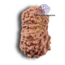 Load image into Gallery viewer, 17 Mukhi Rudraksha from Indonesia - Bead No. 287
