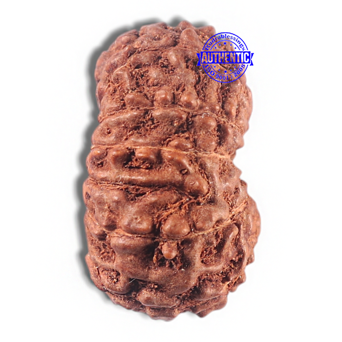 15 Mukhi Indonesian Rudraksha - Bead No. 106