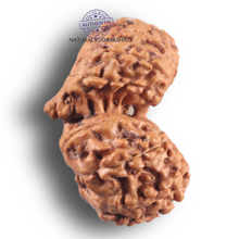 Load image into Gallery viewer, 16 Mukhi Gaurishankar Rudraksha from Indonesia - Bead No. 352
