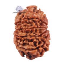 Load image into Gallery viewer, 9 Mukhi Nepalese Rudraksha - Bead No. 468
