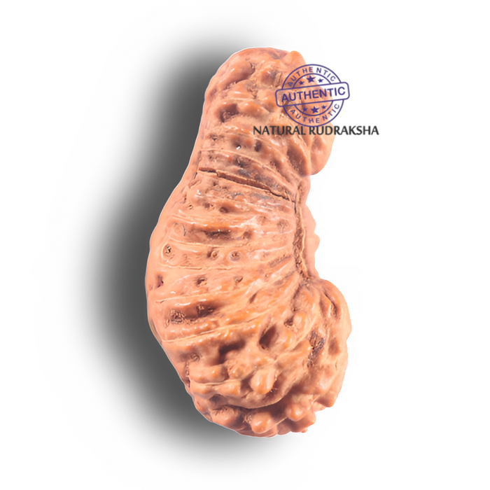 26 Mukhi Rudraksha from Indonesia O