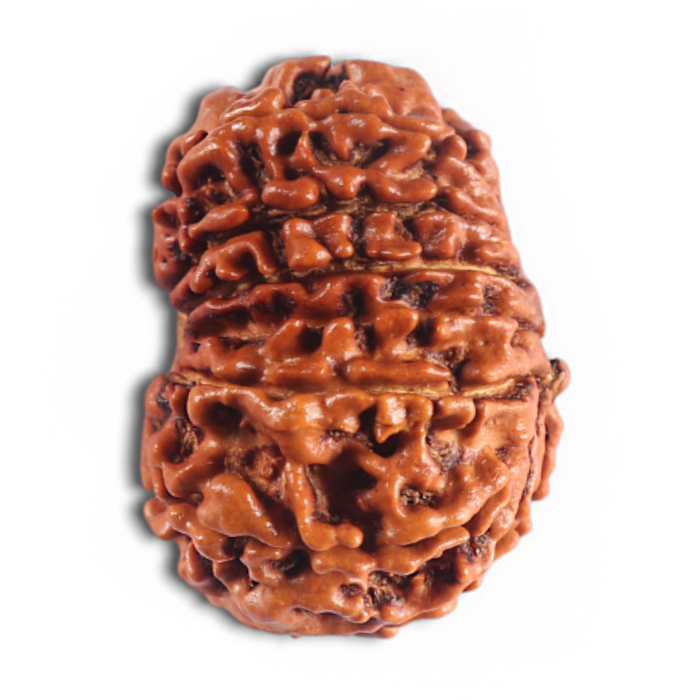 14 Mukhi Nepalese Rudraksha - Bead No. 310