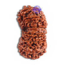 Load image into Gallery viewer, 14 Mukhi Nepalese Rudraksha - Bead No. 181
