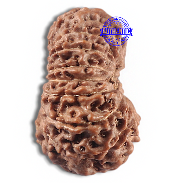 16 Mukhi Rudraksha from Indonesia - Bead No. 338