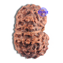Load image into Gallery viewer, 15 Mukhi Indonesian Rudraksha - Bead No. 104
