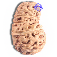 Load image into Gallery viewer, 16 Mukhi Rudraksha from Indonesia - Bead No. 311
