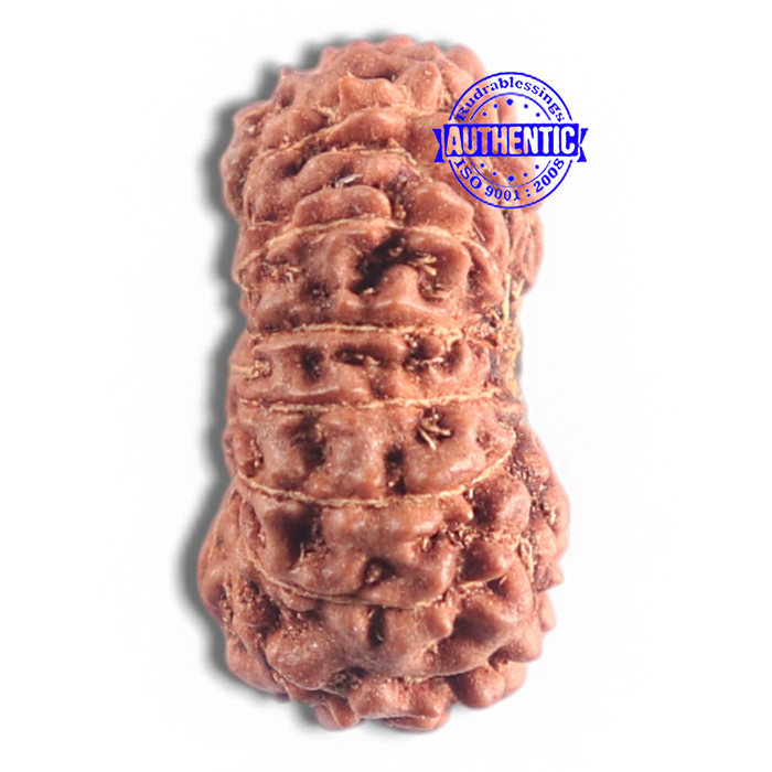 16 Mukhi Rudraksha from Indonesia - Bead No. 185