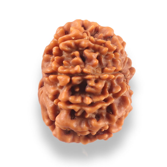 9 Mukhi Nepalese Rudraksha - Bead No. 437