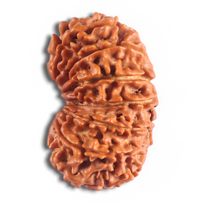 14 Mukhi Nepalese Rudraksha - Bead No. 312