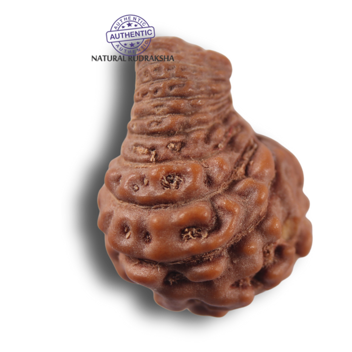 21 Mukhi Indonesian Rudraksha - Bead No. 171