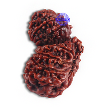 Load image into Gallery viewer, 14 Mukhi Nepalese Garbhgauri Rudraksha - Bead No. 164
