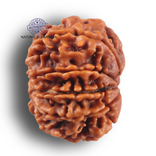 Load image into Gallery viewer, 9 Mukhi Nepalese Rudraksha - Bead No. 469
