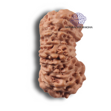 Load image into Gallery viewer, 17 Mukhi Rudraksha from Indonesia - Bead No. 291
