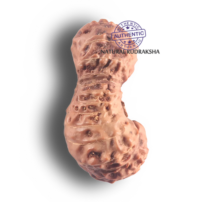 26 Mukhi Rudraksha from Indonesia
