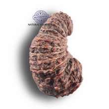 Load image into Gallery viewer, 25 Mukhi Rudraksha from Indonesia Bead No. C
