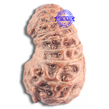 Load image into Gallery viewer, 20 Mukhi Indonesian Rudraksha - Bead 16

