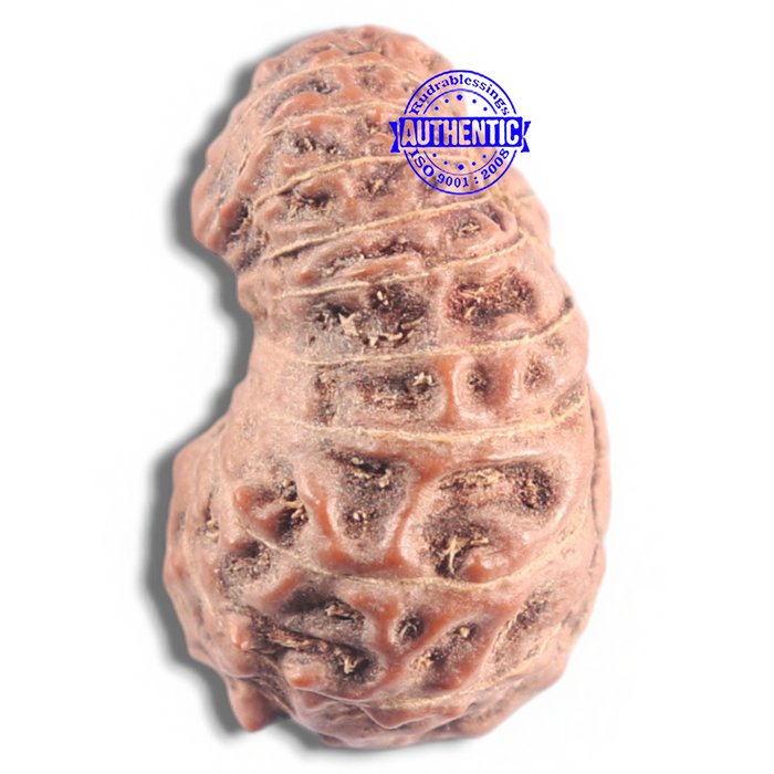 20 Mukhi Indonesian Rudraksha - Bead 16