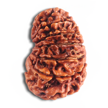 Load image into Gallery viewer, 14 Mukhi Nepalese Rudraksha - Bead No. 313

