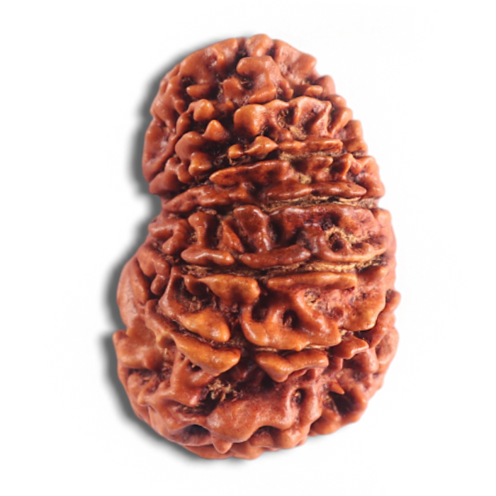 14 Mukhi Nepalese Rudraksha - Bead No. 313