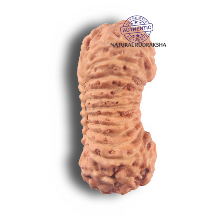 26 Mukhi Rudraksha from Indonesia P