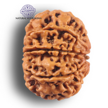 Load image into Gallery viewer, 9 Mukhi Nepalese Rudraksha - Bead No. 467
