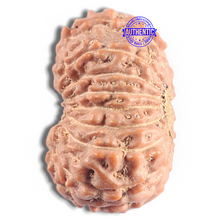 Load image into Gallery viewer, 16 Mukhi Rudraksha from Indonesia - Bead No. 319
