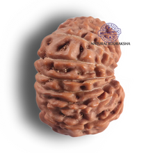 Load image into Gallery viewer, 17 Mukhi Rudraksha from Indonesia - Bead No. 294
