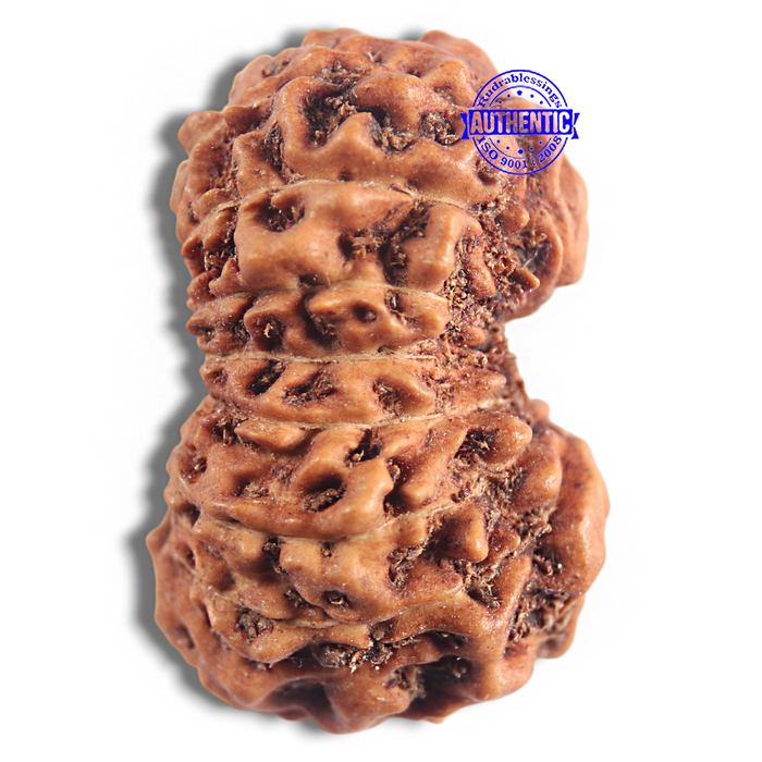 16 Mukhi Rudraksha from Indonesia - Bead No. 294