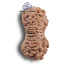 Load image into Gallery viewer, 21 Mukhi Indonesian Rudraksha - Bead No. 170
