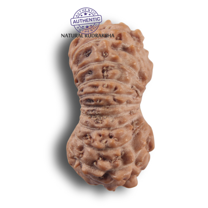 21 Mukhi Indonesian Rudraksha - Bead No. 170