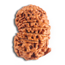Load image into Gallery viewer, 14 Mukhi Nepalese Ganesh Rudraksha - Bead No. 337
